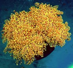 an underwater view of some yellow corals on the ocean floor with blue water in the background