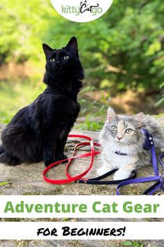 two cats sitting next to each other with the caption adventure cat gear for beginners