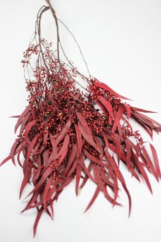 some red leaves and berries on a white surface