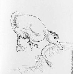 a black and white drawing of a bird drinking water