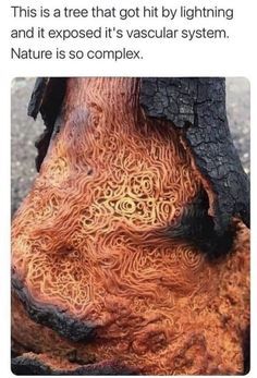 a tree has been decorated with intricate designs on its bark, and is shown in the bottom right corner