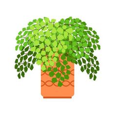 a potted plant with green leaves is shown in an orange vase on a white background