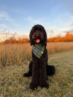 a dog sitting in the grass wearing a green and black plaid bandana with his tongue out