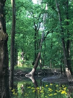 trees and water in the middle of a wooded area with yellow flowers on the ground