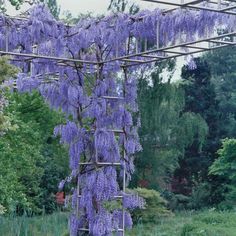 purple wister growing on the side of a metal trellis in a green garden