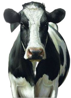 a black and white cow standing in front of a white background with the head turned to the side