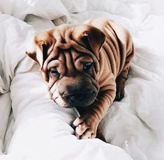 a brown dog laying on top of a bed covered in white sheets