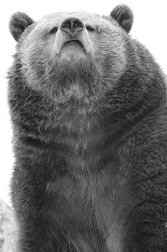 a black and white photo of a bear looking up