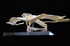 an animal skeleton is displayed on a black surface