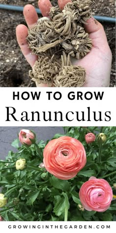 how to grow ranunculas in the garden