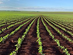 rows of green plants growing in the middle of a large open field with blue sky