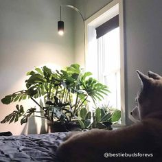 a cat laying on top of a bed next to a potted plant in front of a window