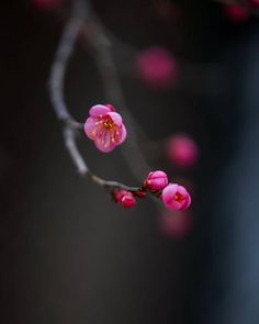 pink flowers are blooming on a branch in front of a dark background with blurry branches