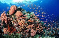 a coral reef with lots of fish swimming around it