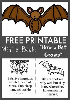 a poster with instructions for how to get rid from bats and other things in the background