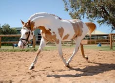 a brown and white horse walking across a dirt field