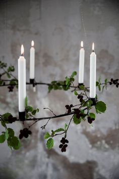 four white candles are hanging from a branch with leaves and berries on it, in front of a concrete wall