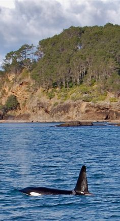 an orca swims in the water near some trees