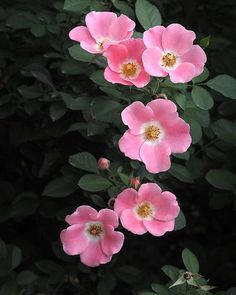 three pink flowers with green leaves in the foreground and on the far side, there is a black background