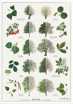 the different types of trees and their leaves are shown in this poster, which is also available