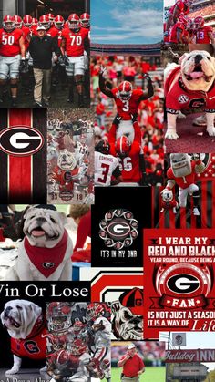 a collage of photos with dogs and football players in red uniforms on the sidelines