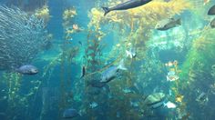 an aquarium filled with lots of different types of fish and seaweed, all looking like they are swimming in the water