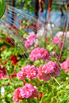 the sprinkler is spraying water on the flowers in the garden with it's long hose