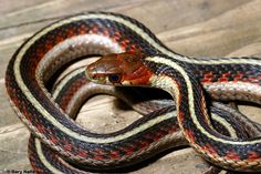 a close up of a snake on a wooden surface