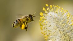 a close up of a bee flying near a flower