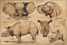 an elephant, rhino and rhinoceros are shown in this hand drawn sketch on paper