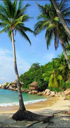 palm trees on the beach with blue water