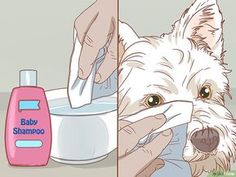 a dog getting his teeth brushed by someone's hand and bottle of baby shampoo