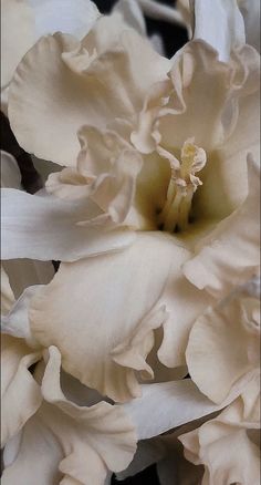 white flowers are blooming in the garden