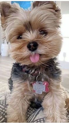 a small brown dog sitting on top of a bed next to a wooden floor with a tag