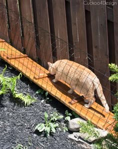 a cat that is standing on a wooden plank in the grass and fenced area