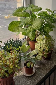 several potted plants sitting on a window sill