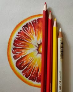 two pencils are next to a drawing of a grapefruit and an orange