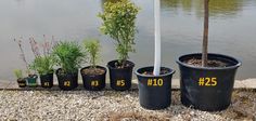 several potted plants with numbers on them near the water