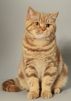 an orange tabby cat sitting down looking at the camera