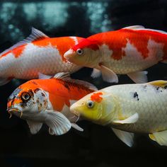 three orange and white koi fish swimming in an aquarium