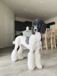 a black and white poodle standing on top of a hard wood floor next to a dining room table