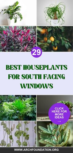 the best houseplants for south facing windows