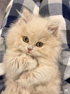 a fluffy white cat sitting on top of a blanket