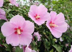 pink flowers are blooming in the garden