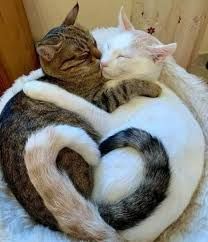 two cats cuddle together in a circular bed