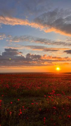 the sun is setting over a field full of flowers