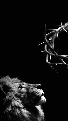 a black and white photo of a lion looking up at a crown of thorns