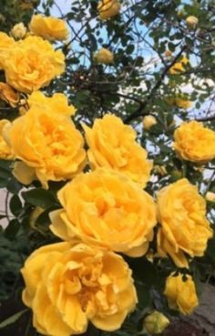 yellow roses are blooming in the garden