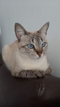 a cat with blue eyes sitting on top of a leather chair