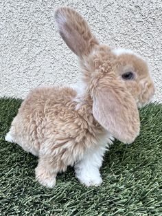 a small brown and white rabbit sitting on top of green grass next to a wall